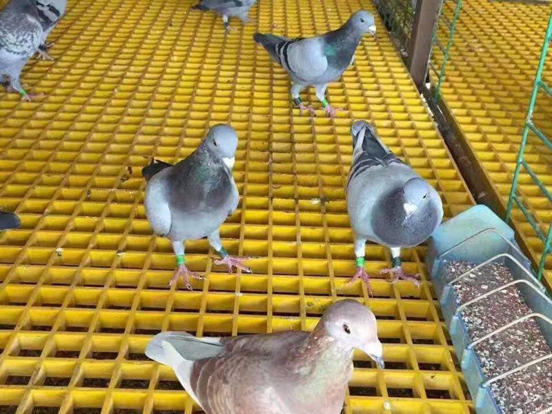 ������B(y��ng)ֳ�Ͳ�